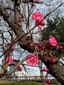 f:id:yamamayuga:20220115090118j:plain
