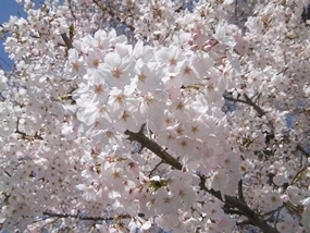 f:id:yamamayuga:20220401062919j:plain