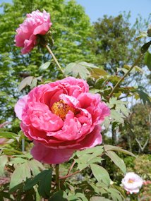 f:id:yamamayuga:20220413032735j:plain