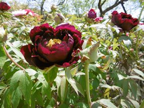 f:id:yamamayuga:20220413032745j:plain