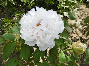 f:id:yamamayuga:20220413032754j:plain