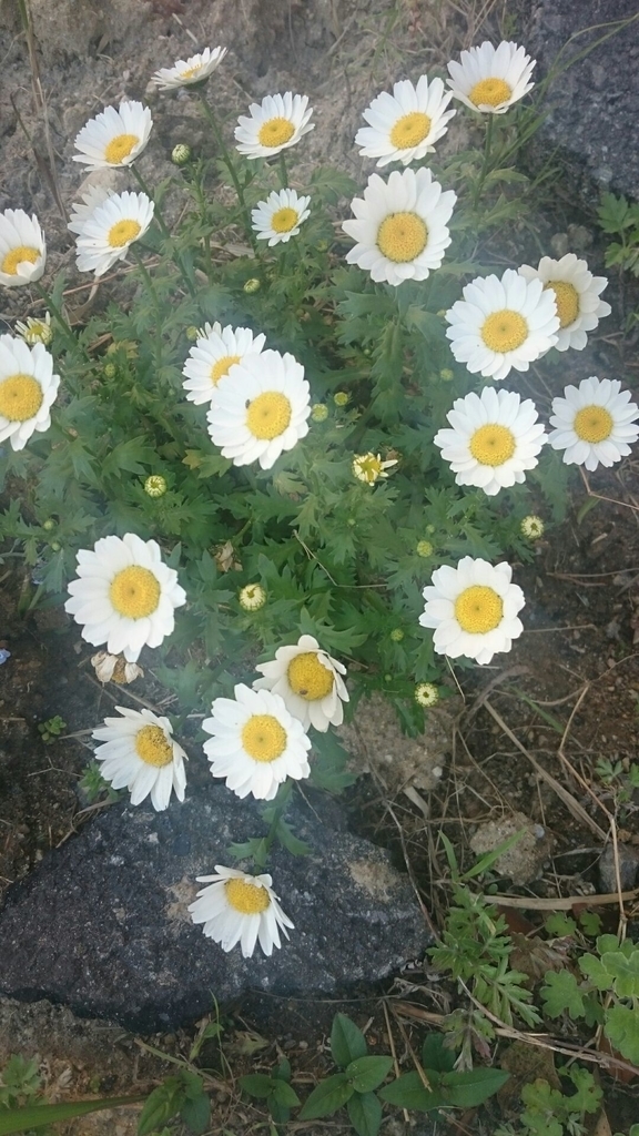 f:id:yamamomokobaru:20180910011320j:plain f:id:yamamomokobaru:20180910011320j:plain