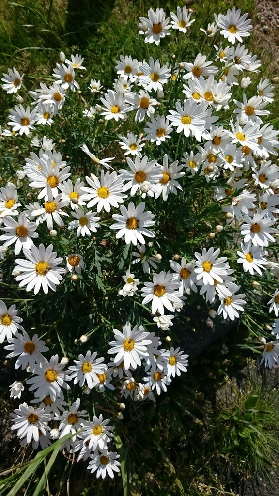 f:id:yamamomokobaru:20180910011500j:plain f:id:yamamomokobaru:20180910011500j:plain