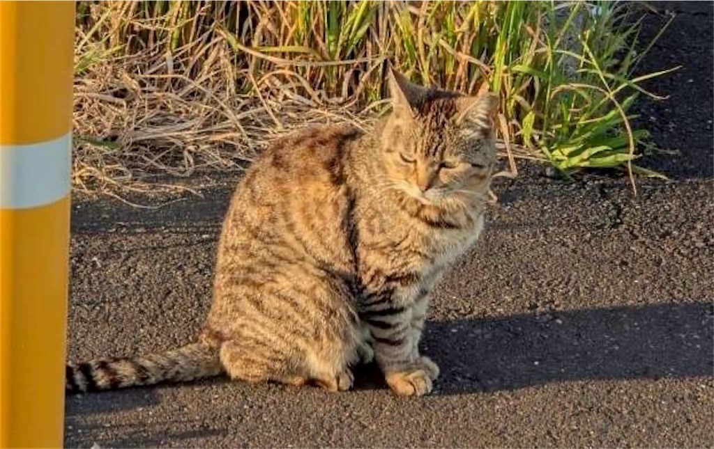 f:id:yamamoto_52149:20260529213134j:image