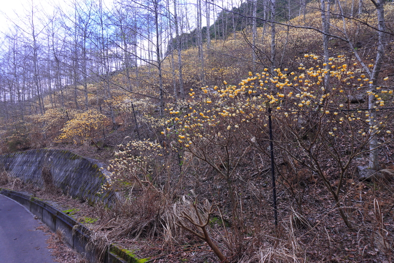 カイコバイモ満開 令和8年3月27日 - 山梨百名山から見る風景