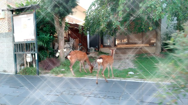f:id:yamaneco0525:20190818202014j:image f:id:yamaneco0525:20190818202014j:image