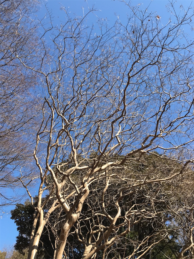 f:id:yamanekoMP:20220210150933j:plain
