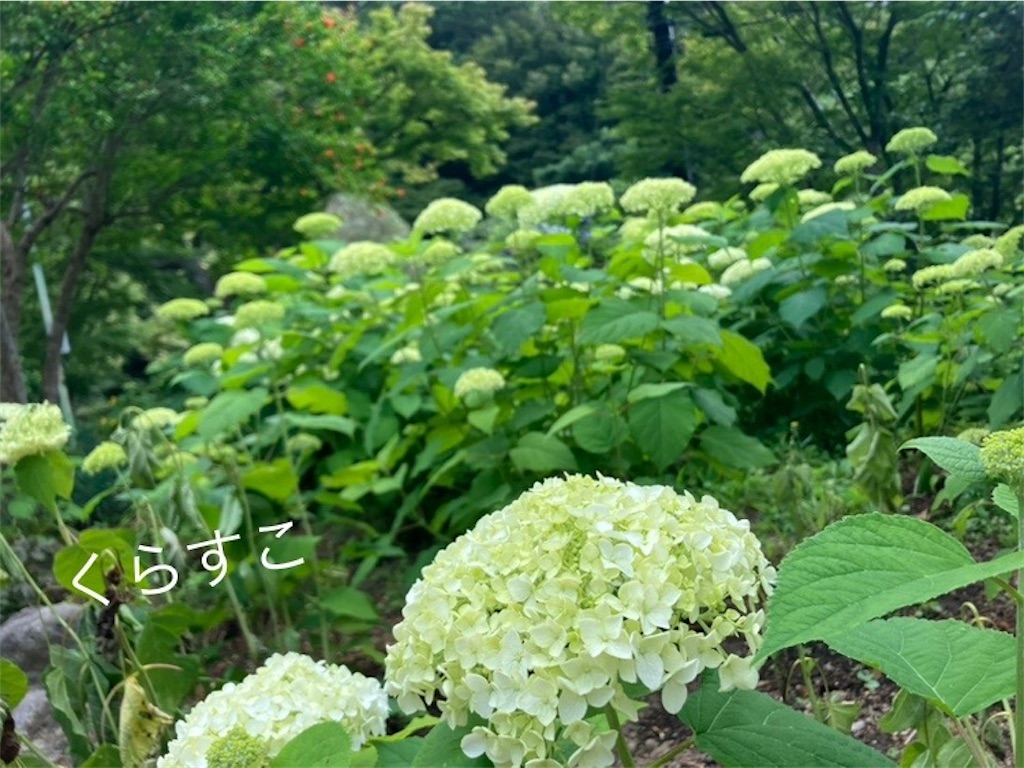 f:id:yamanekoMP:20240614091818j:image