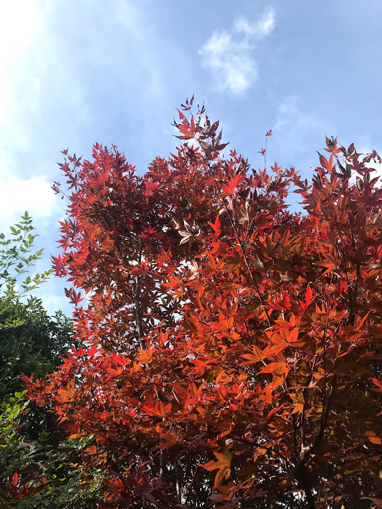 f:id:yamano_ie:20191110221852p:plain f:id:yamano_ie:20191110221852p:plain