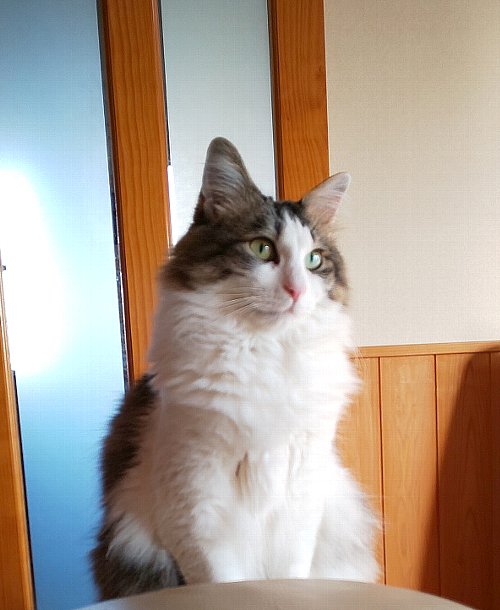 f:id:yamanofp:20190327154459j:plain