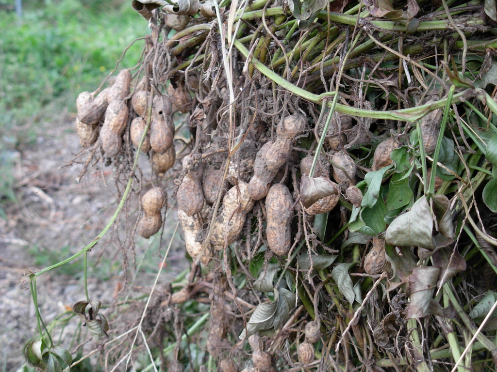 f:id:yamanoimokkoubou:20161104231608j:plain