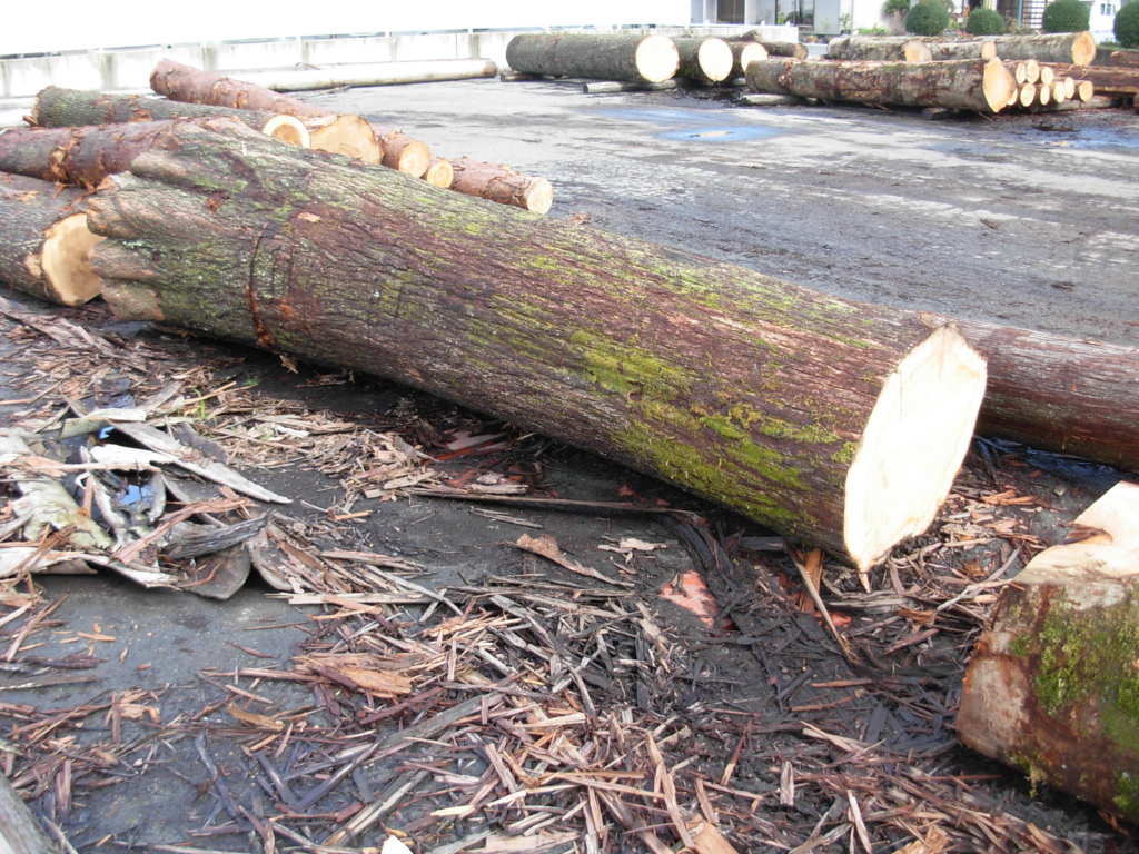 f:id:yamanoimokkoubou:20161207211844j:plain f:id:yamanoimokkoubou:20161207211844j:plain