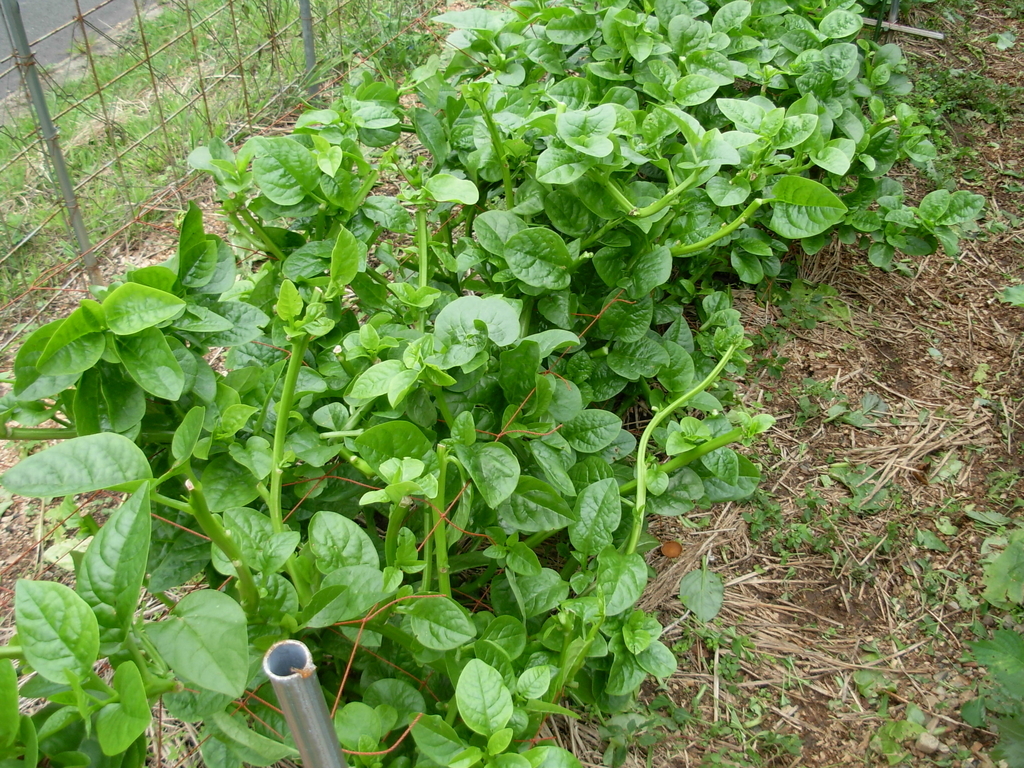 f:id:yamanoimokkoubou:20180923212851j:plain