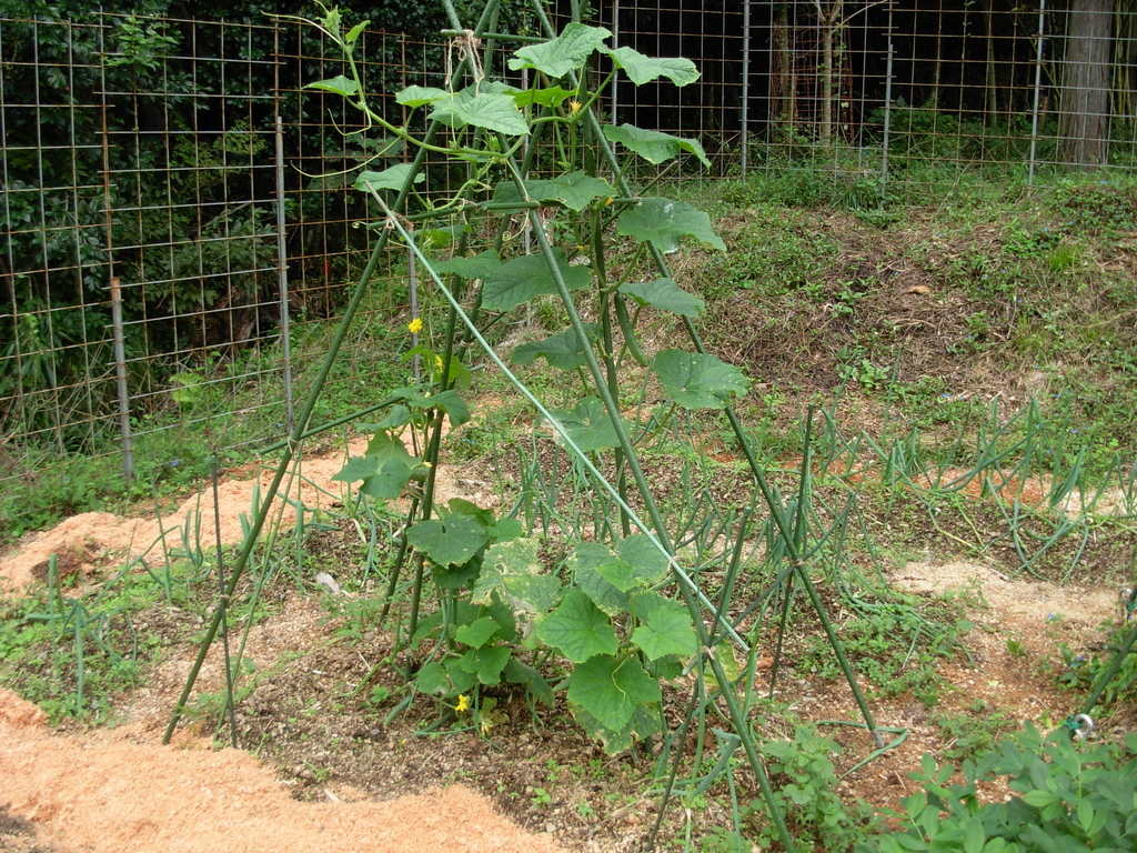 f:id:yamanoimokkoubou:20180923213059j:plain