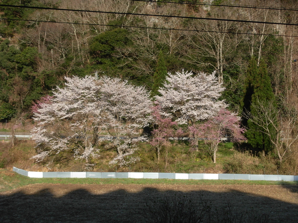 f:id:yamanoimokkoubou:20190413213552j:plain f:id:yamanoimokkoubou:20190413213552j:plain