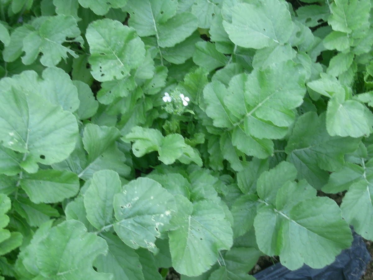 f:id:yamanoimokkoubou:20210617205046j:plain