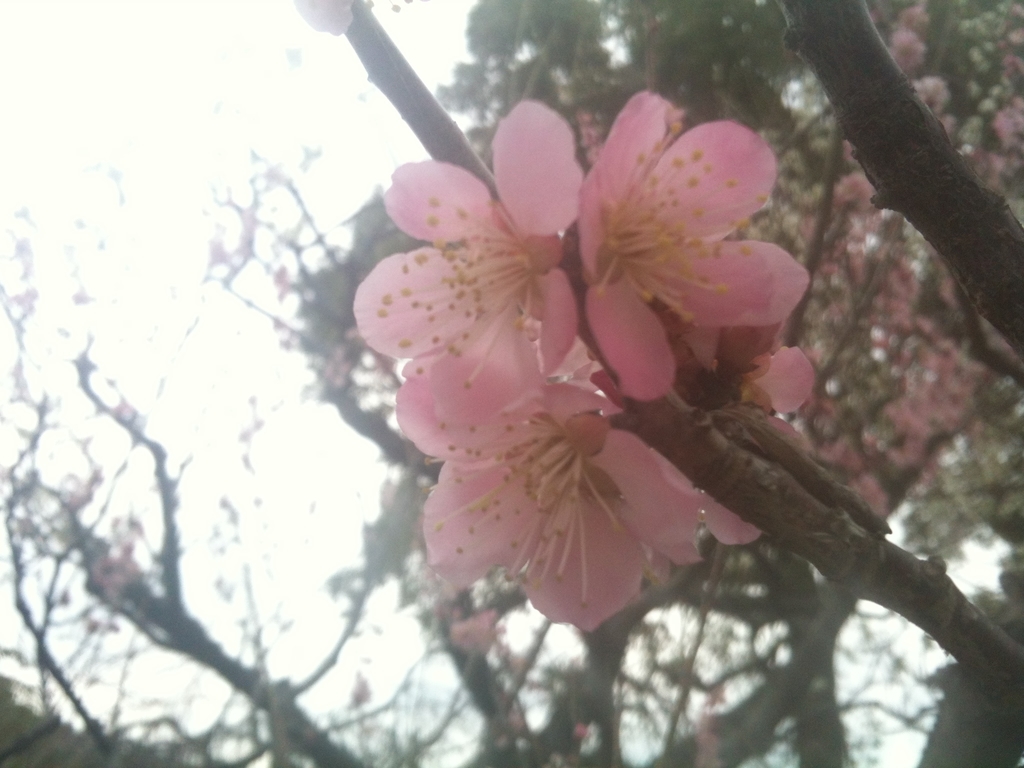 f:id:yamanomad:20190312124201j:plain