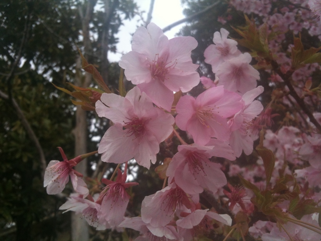 f:id:yamanomad:20190312124809j:plain