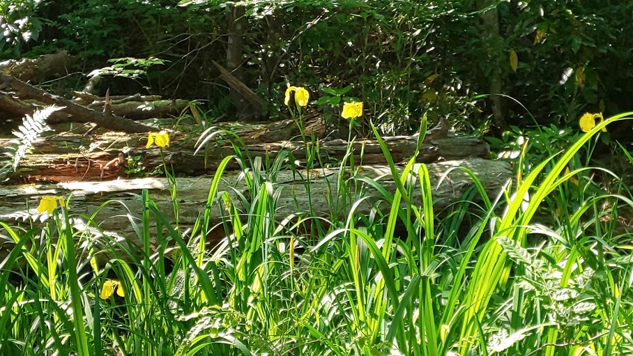 f:id:yamanomad:20190525235224j:plain f:id:yamanomad:20190525235224j:plain