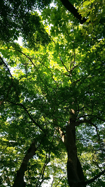 f:id:yamanomad:20190525235506j:plain f:id:yamanomad:20190525235506j:plain