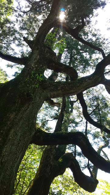 f:id:yamanomad:20190526000107j:plain f:id:yamanomad:20190526000107j:plain