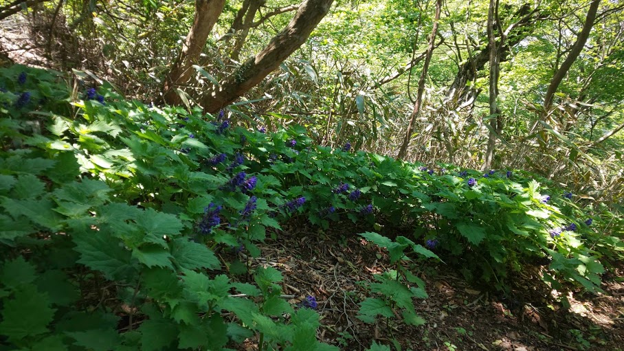 f:id:yamanomad:20190526000745j:plain f:id:yamanomad:20190526000745j:plain