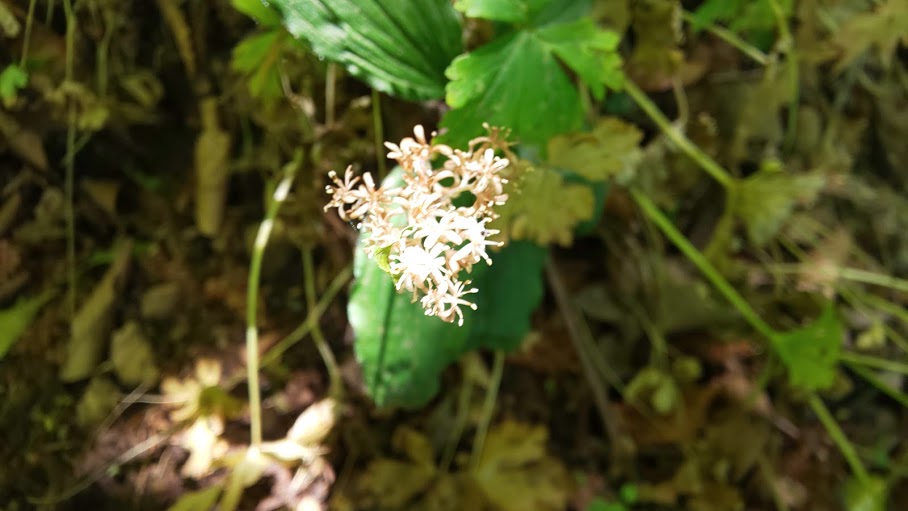 f:id:yamanomad:20190526001219j:plain f:id:yamanomad:20190526001219j:plain