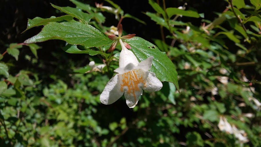 f:id:yamanomad:20190526001233j:plain f:id:yamanomad:20190526001233j:plain