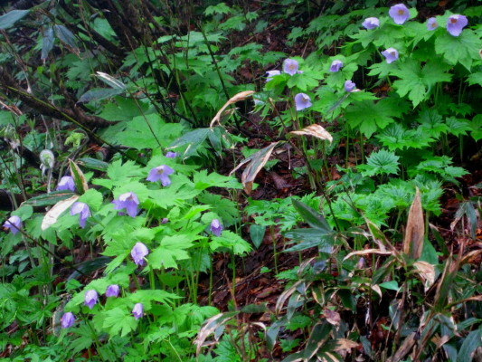 f:id:yamanouta:20100619095911j:image f:id:yamanouta:20100619095911j:image
