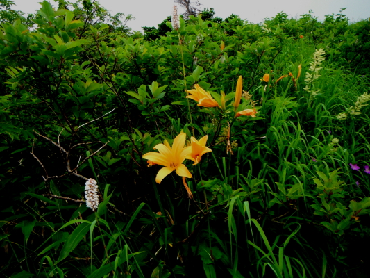 f:id:yamanouta:20120730211556j:image