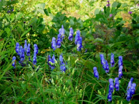 f:id:yamanouta:20120903202434j:image