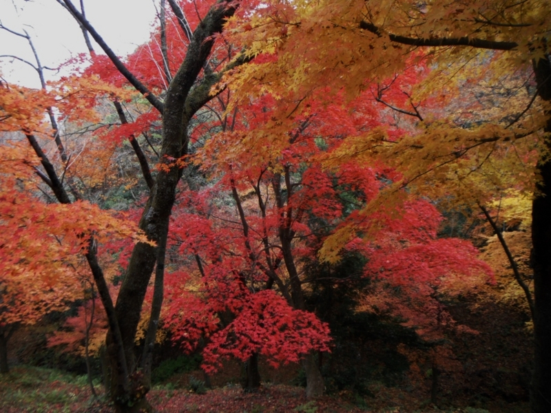 f:id:yamanouta:20141124114745j:image f:id:yamanouta:20141124114745j:image