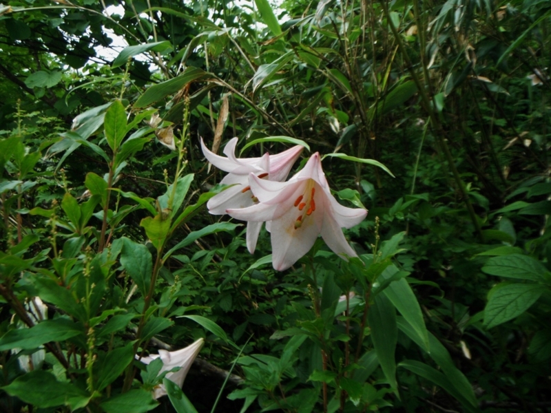 f:id:yamanouta:20150710105005j:image