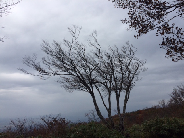 f:id:yamanouta:20151029114422j:image