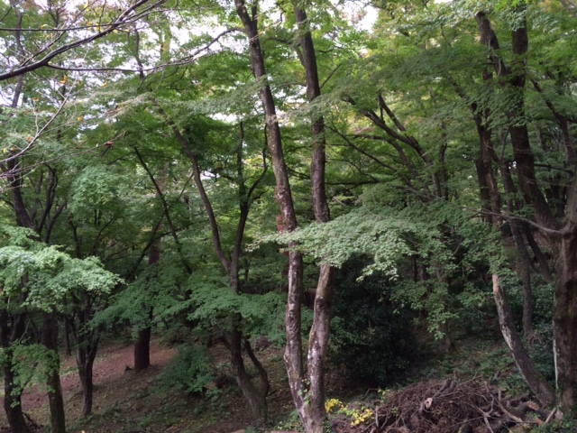 f:id:yamanouta:20151029134511j:image
