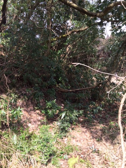 f:id:yamanouta:20160219130507j:image