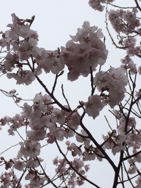 f:id:yamanouta:20170406095401j:image f:id:yamanouta:20170406095401j:image