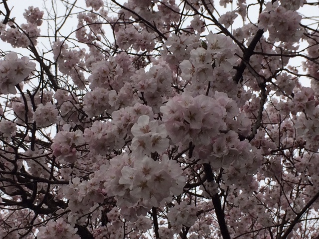 f:id:yamanouta:20170406100651j:image f:id:yamanouta:20170406100651j:image