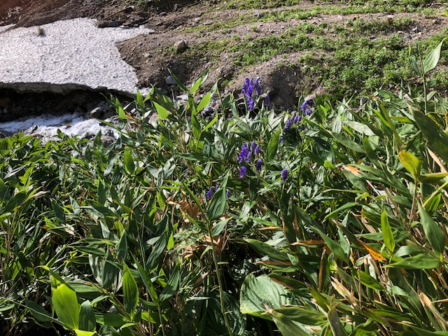 f:id:yamanouta:20180723064304j:image f:id:yamanouta:20180723064304j:image