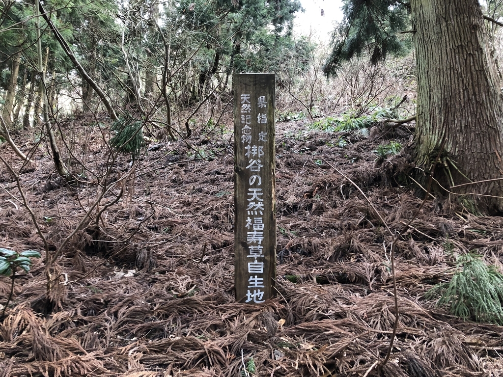 f:id:yamanouta:20190312180134j:plain