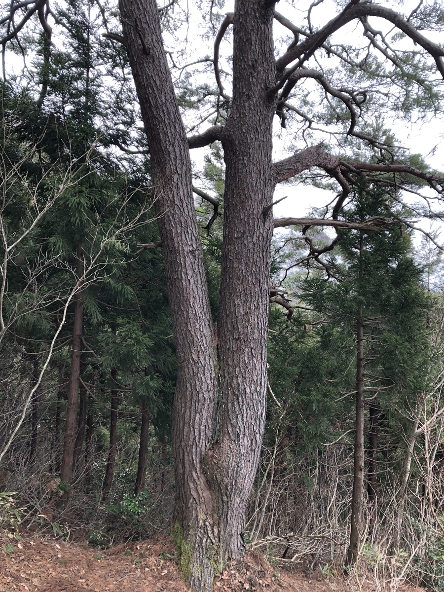 f:id:yamanouta:20190317182651j:plain