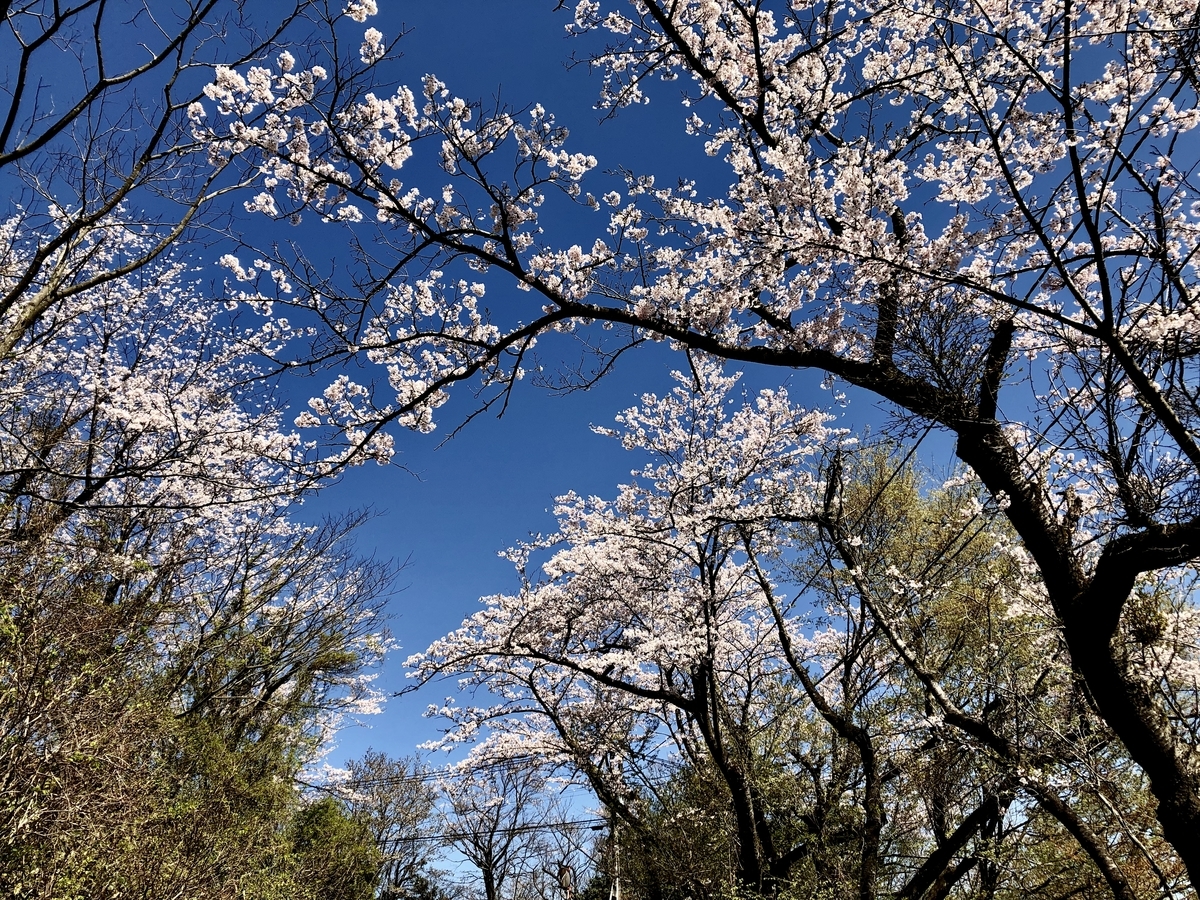 f:id:yamanouta:20190416095551j:plain f:id:yamanouta:20190416095551j:plain