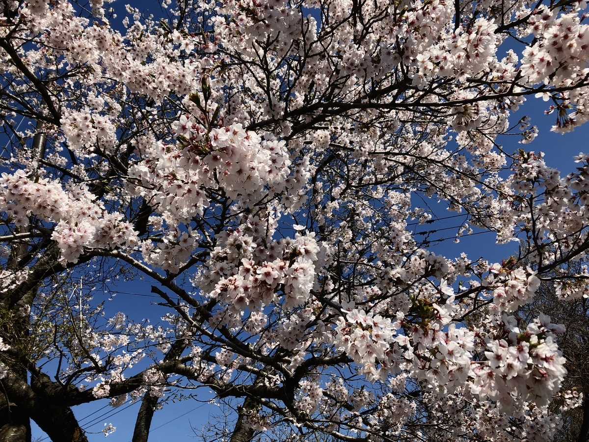 f:id:yamanouta:20190416101444j:plain f:id:yamanouta:20190416101444j:plain