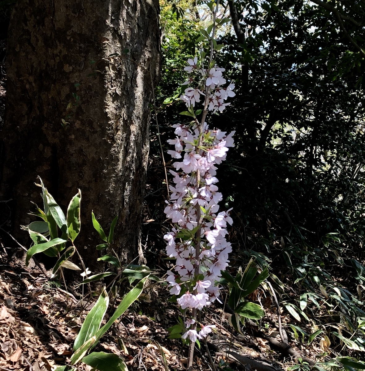 f:id:yamanouta:20190416104811j:plain f:id:yamanouta:20190416104811j:plain