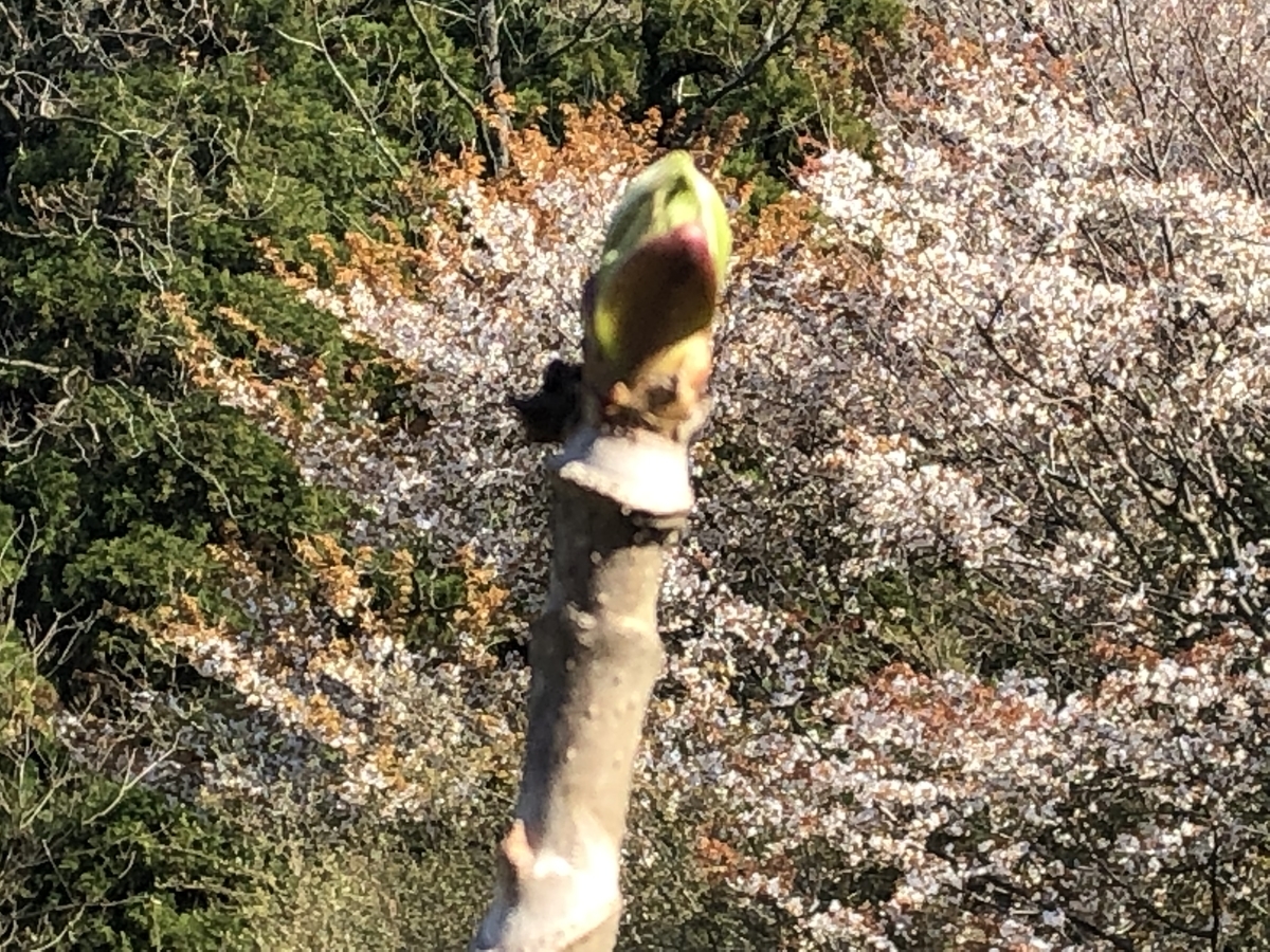 f:id:yamanouta:20190416124719j:plain f:id:yamanouta:20190416124719j:plain