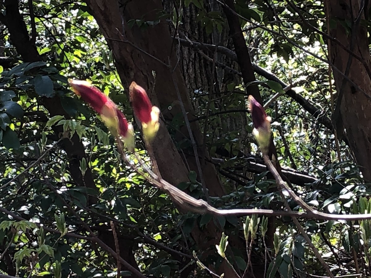 f:id:yamanouta:20190418133948j:plain f:id:yamanouta:20190418133948j:plain