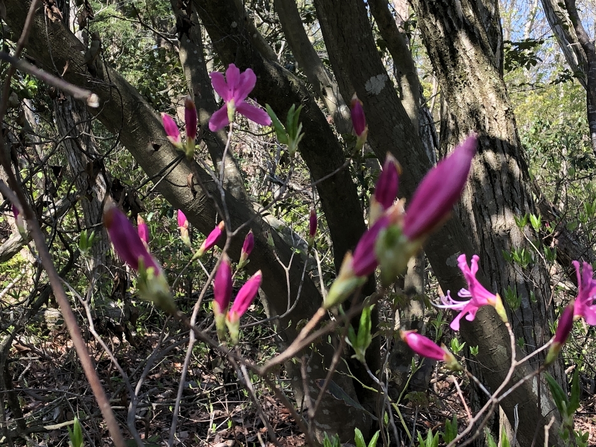 f:id:yamanouta:20190418134026j:plain f:id:yamanouta:20190418134026j:plain