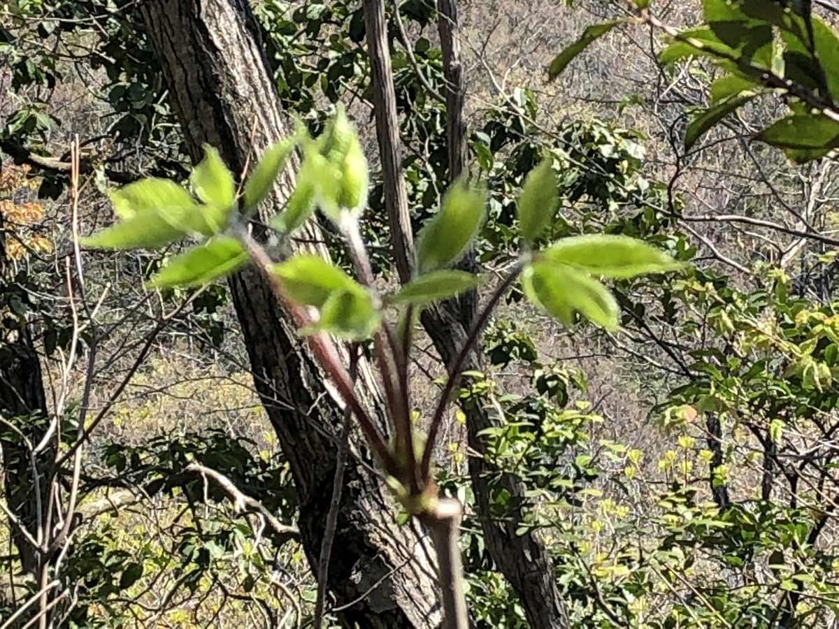 f:id:yamanouta:20190418134141j:plain f:id:yamanouta:20190418134141j:plain