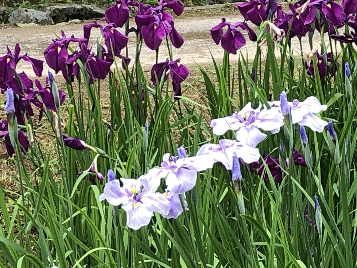 f:id:yamanouta:20190609194037j:plain