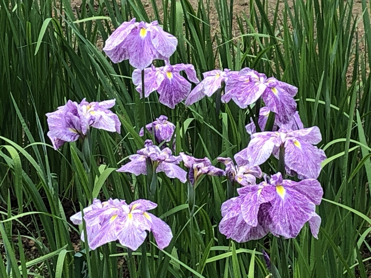 f:id:yamanouta:20190609194100j:plain